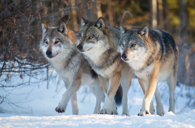 Wolf-Pack-US