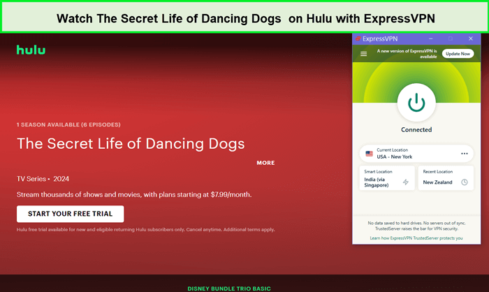expressvpn-unblocks-hulu-for-the-secret-life-of-dancing-dogs-in-Netherlands